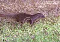 : Herpestes javanicus; Javan Mongoose