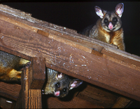 : Trichosurus vulpecula; Brush-tailed Possum