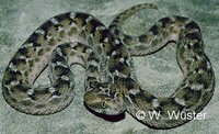 : Echis carinatus sochureki; Saw-scaled Viper