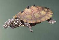 : Grapemys nigrinoda; Black-knobbed Map Turtle