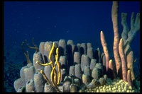 : Aiolochroia crassa; Tube Sponge