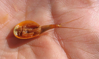: Lepidurus sp.; Tadpole Shrimp