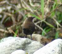 ...Brown Dipper (Cinclus pallasii) 2004. december 22. Deban, Noa-Dihing River, Namdapha National Pa