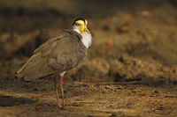 Masked Lapwing ( Vanellus miles )