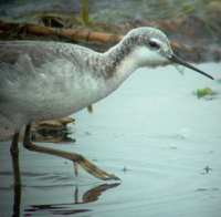 Wilson's Phalarope - Phalaropus tricolor - Ebro Delta - 15th April 2006