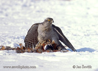 Photo of jestřáb lesní Accipiter gentilis Goshawk Habicht