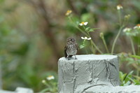 Gray-streaked Flycatcher Muscicapa griseisticta