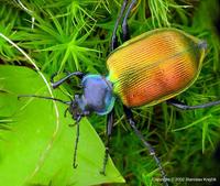 Calosoma sycophanta - Forest Caterpillar Hunter