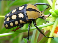 Amaurodes passerini