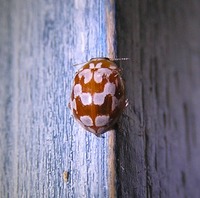 Myrrha octodecimguttata var. silvicola