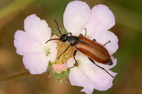 Lydus europaeus