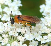 Athalia rosae