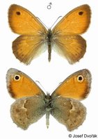 Coenonympha pamphilus - Small Heath