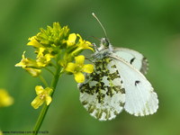 Anthocharis cardamines - Orange Tip