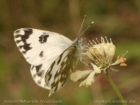 Pontia daplidice - Bath White