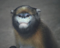 Grey snub-nosed monkey (Rhinopithecus brelichi)