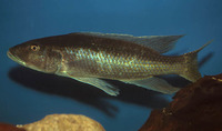 Champsochromis caeruleus, : aquarium