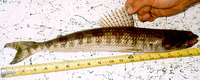 Synodus foetens, Inshore lizardfish: fisheries, gamefish
