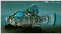 Cyprinodon variegatus variegatus, Sheepshead minnow: aquarium, bait