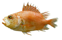 Corniger spinosus, Spinycheek soldierfish: fisheries