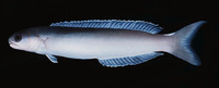 Hoplolatilus cuniculus, Dusky tilefish: aquarium