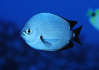 Chromis verater, Threespot chromis: aquarium