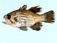 Apogon brevicaudata, Many-banded cardinal-fish: