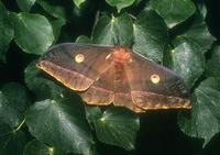 Antheraea pernyi