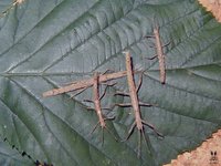 Lamponius guerini