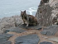 Image of: Spermophilus beecheyi (California ground squirrel)