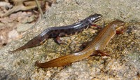 Triturus vulgaris - Smooth Newt