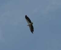 Haliaeetus leucogaster - White-bellied Fish-Eagle