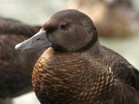 Polysticta stelleri - Steller's Eider