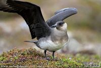 Stercorarius parasiticus - Arctic Skua