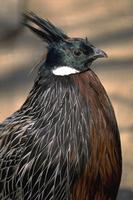 Pucrasia macrolopha - Koklass Pheasant