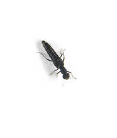 Image of: Staphylinidae (rove beetles)