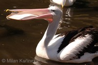 Pelecanus conspicillatus - Australian Pelican