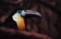 Ramphastos vitellinus - Channel-billed Toucan