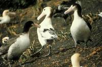 Phoebastria albatrus - Short-tailed Albatross