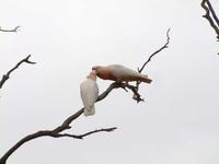 Cacatua leadbeateri - Pink Cockatoo