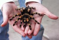 Image of: Brachypelma smithi (Mexican redknee tarantula)