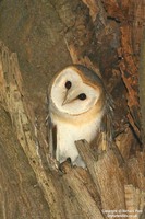 Tyto alba - Barn Owl