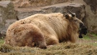 Budorcas taxicolor tibetana - Sichuan Takin