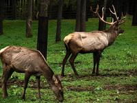 Cervus elaphus sibiricus - Siberian maral