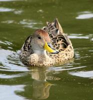 Image of: Anas flavirostris (speckled teal)