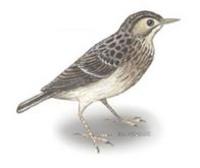 Image of: Anthus spragueii (Sprague's pipit)