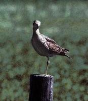 Image of: Bartramia longicauda (upland sandpiper)