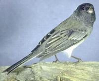 Image of: Junco hyemalis (dark-eyed junco)