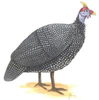 Image of: Numida meleagris (helmeted guineafowl)