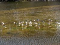 Image of: Tringa melanoleuca (greater yellowlegs)